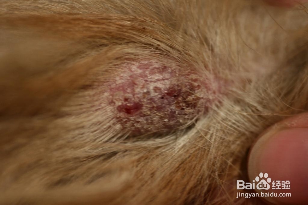 如何让金毛犬养成良好的习惯