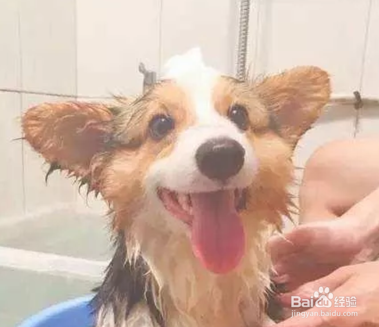 柯基掉毛解决办法