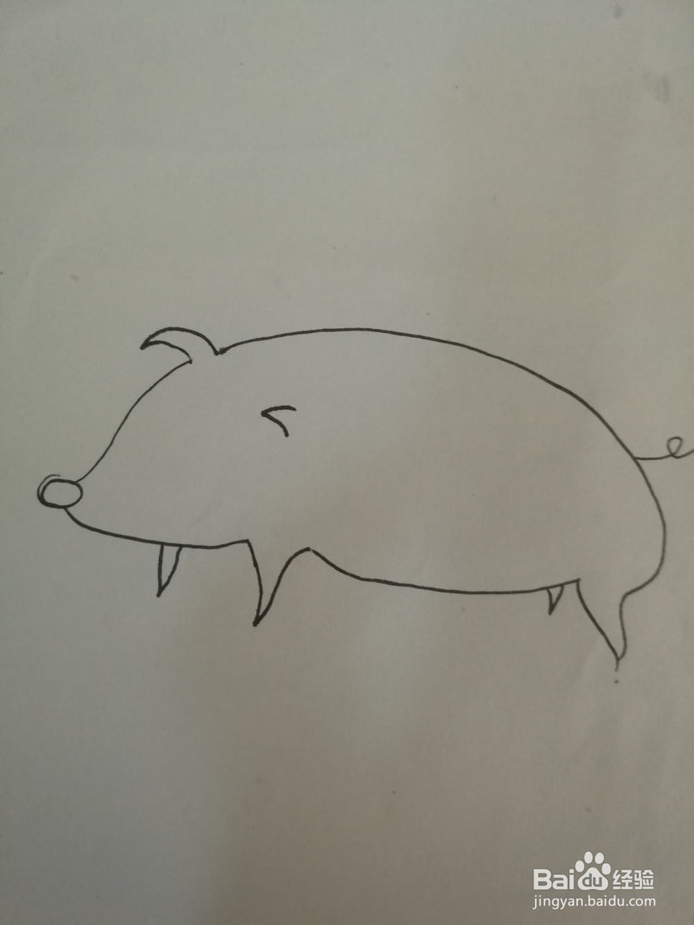 如何画一只卡通猪的简笔画
