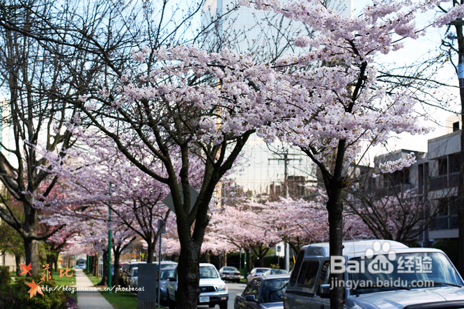 樱花树下的婴花(组图)