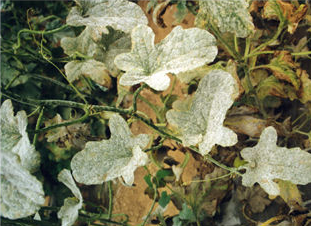 科学治疗甜瓜白粉病