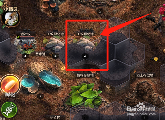 小小蚁国如何提升蚁巢的蚁群数量？