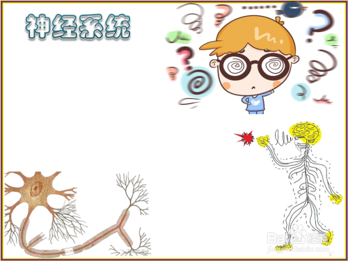 神经系统手抄报