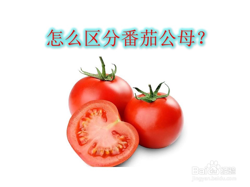 <b>怎么区分番茄公母图片</b>