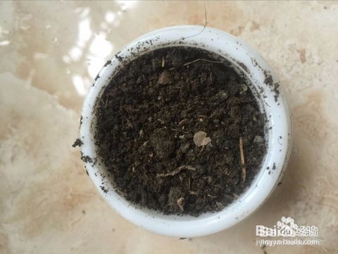 多肉种子怎么种