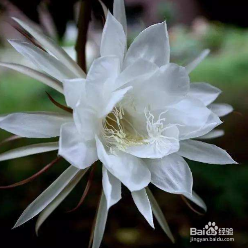 昙花叶子上面长白斑怎么回事