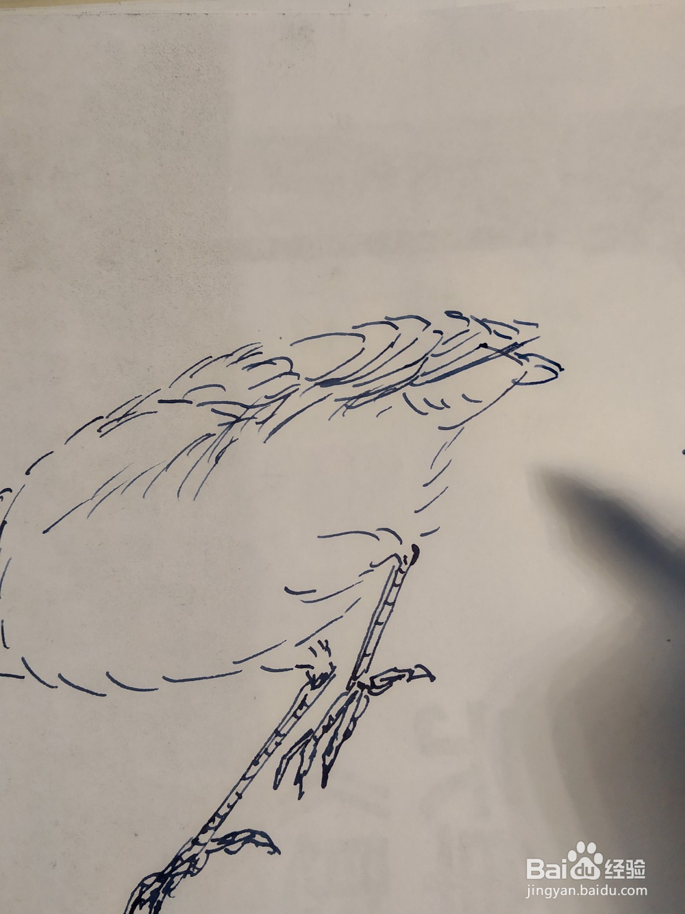 如何用双勾法画伯劳鸟?