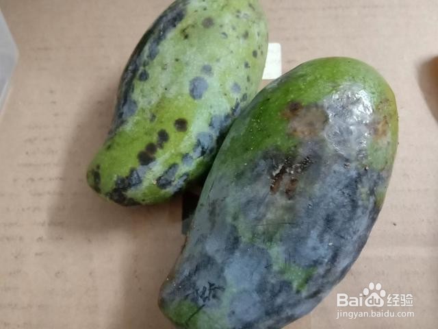 芒果怎样保存才不容易坏掉