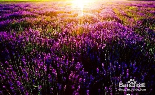 养殖什么植物可以使室内清香攻略