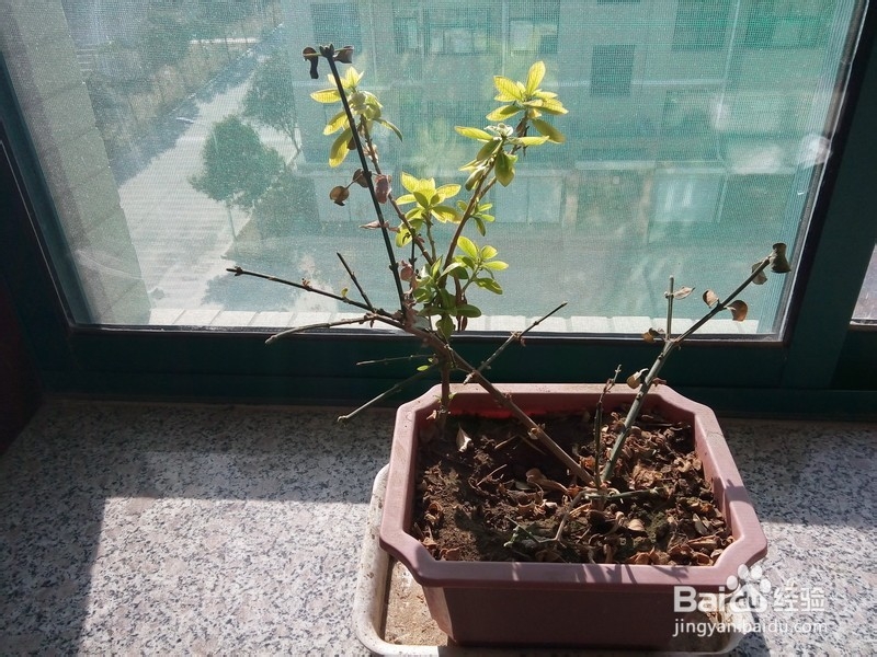 给小花整枝的技巧和原则