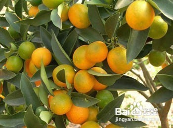 慢性肾衰竭食谱