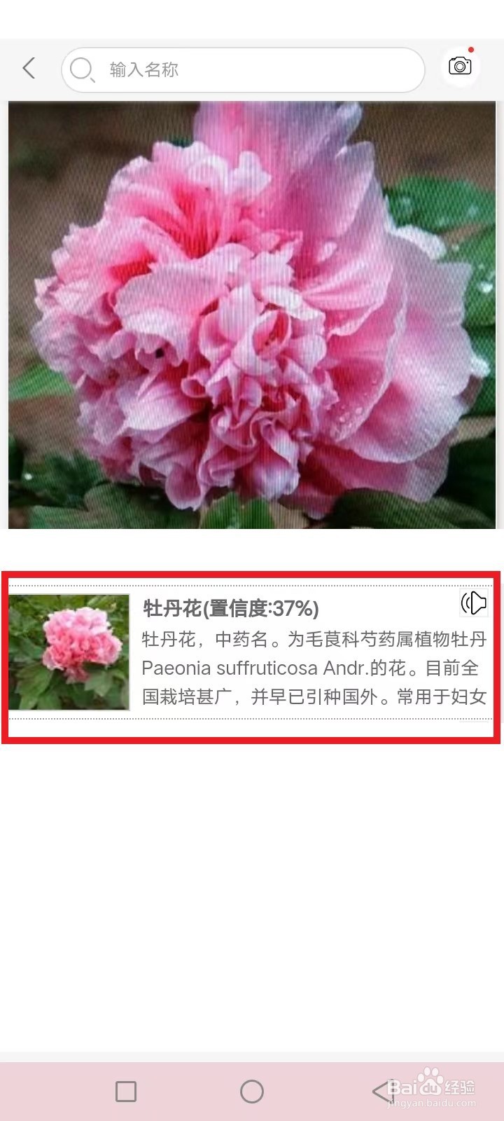 识花君怎么不识别花了