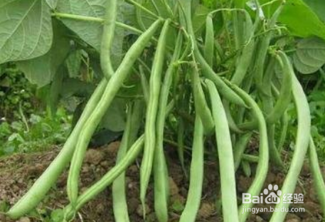 架豆角的种植方法和时间