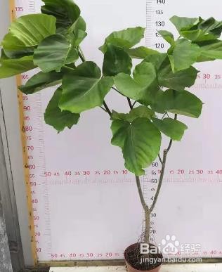 爱心榕树怎么养