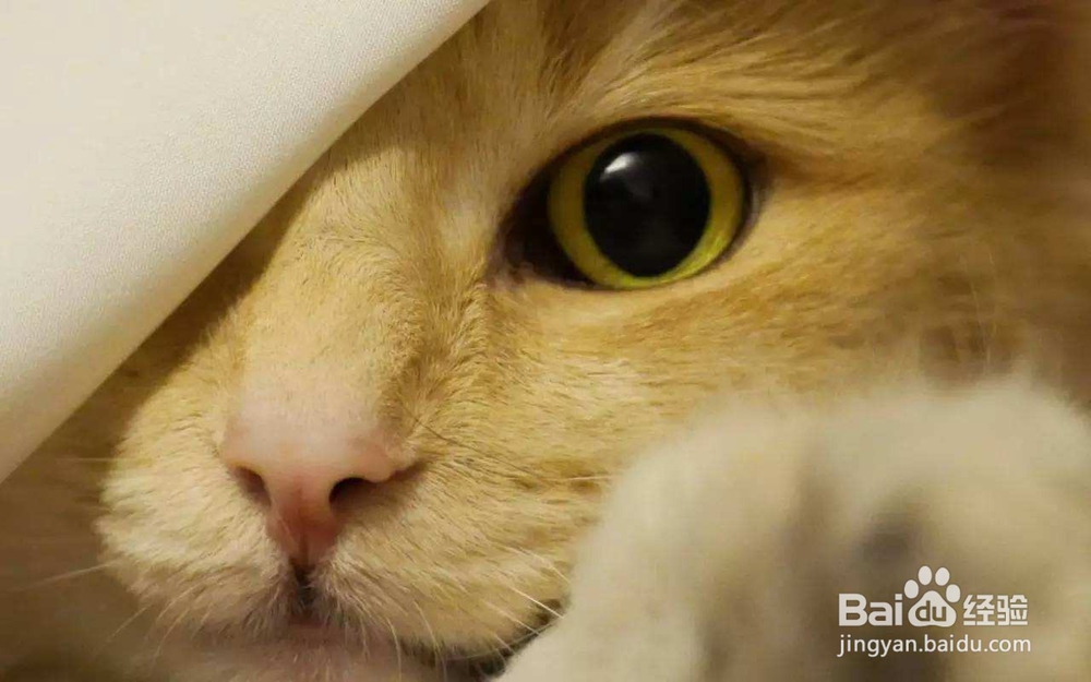 不要以毛取猫——浅谈猫咪的毛色