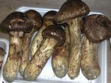 冬季最受欢迎的十大进补食物