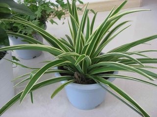 有效除去甲醛避免甲醛中毒