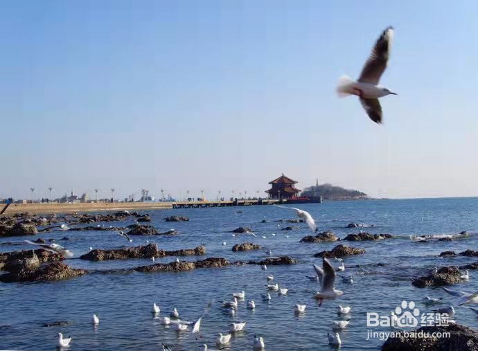 青岛栈桥旅游攻略