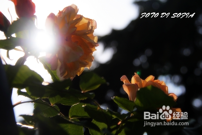 [转载]攀上梦的边缘开放