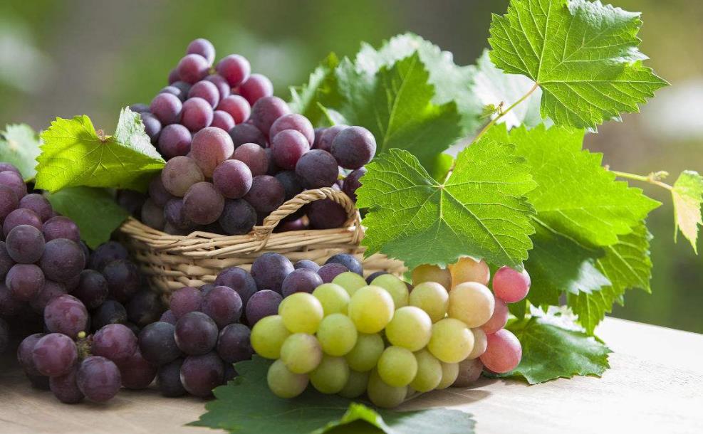 描写葡萄的成语