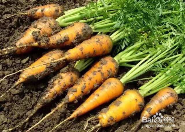 胡萝卜种植时间和方法