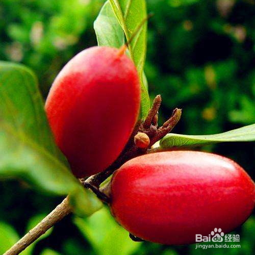 该怎么把神秘果养的又红又大?