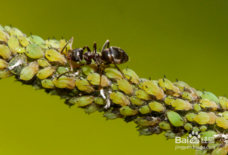 养花不开花是怎么回事