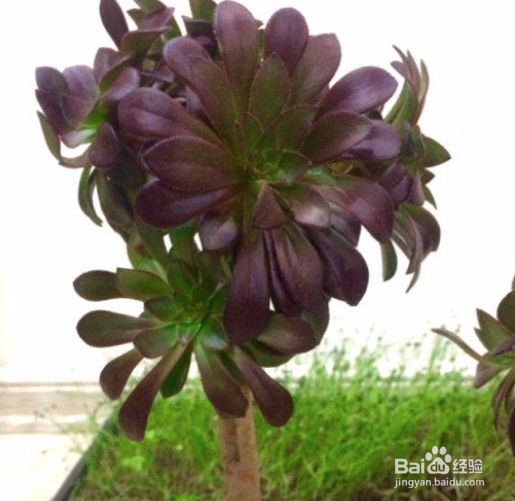 法师开花了怎么处理