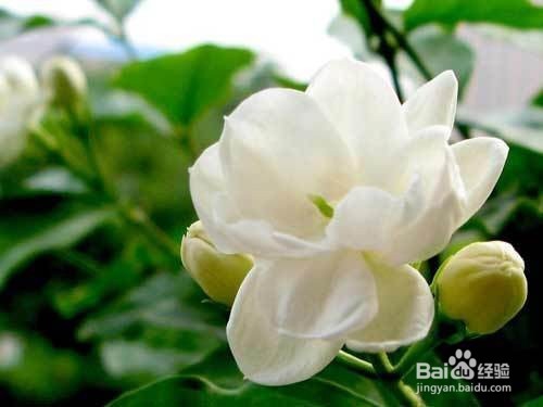 夏天驱蚊我有小妙招