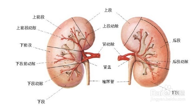 不花钱让自己更好看：[1]中医五行疗法