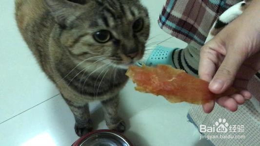 猫咪吃什么肉最好？