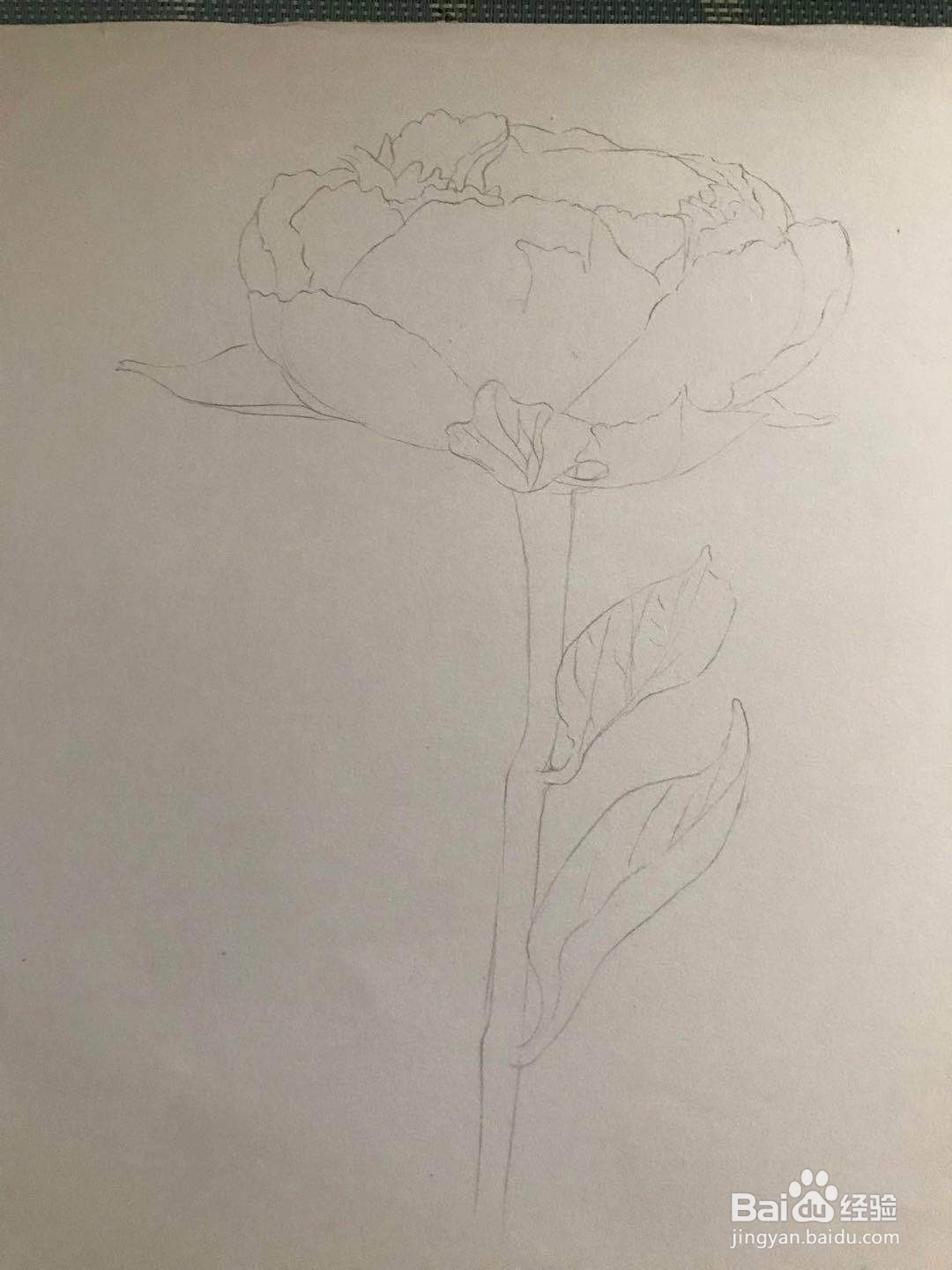 芍药花线描画