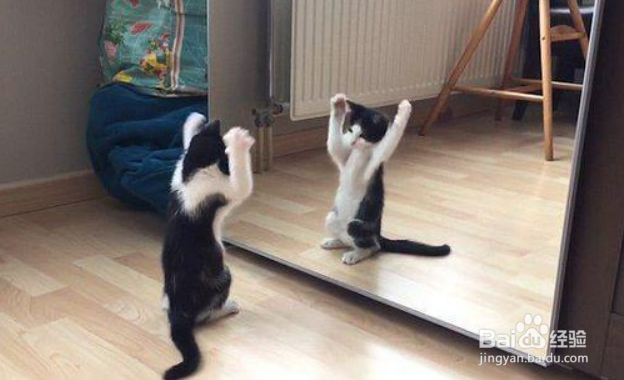 镜子为什么能照出自己