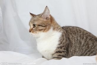 饲养萌萌哒的猫星人