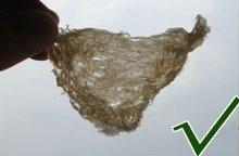 如何鉴别燕窝的真假 辨别真伪的方法?