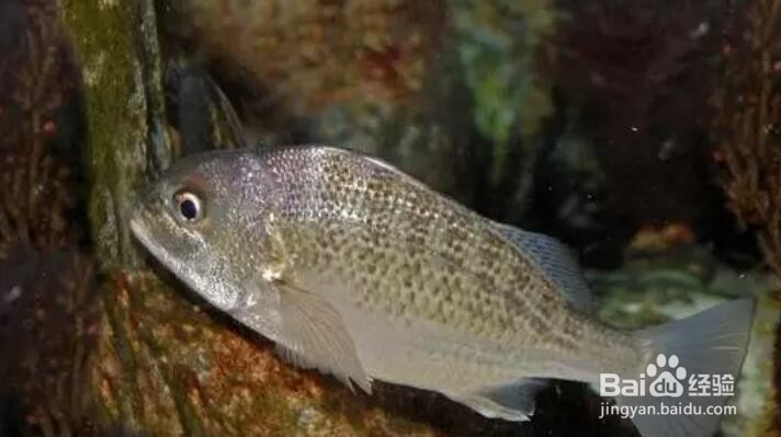 牙膏的其他用处