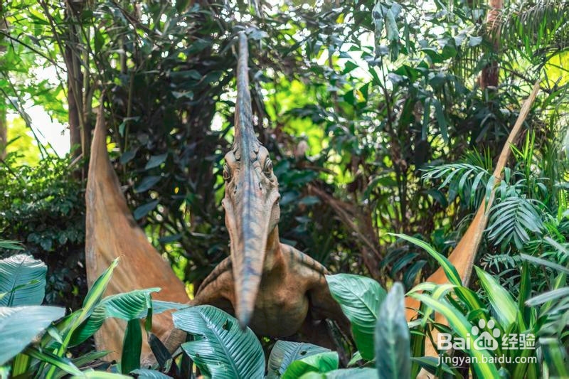 广州长隆野生动物世界攻略5