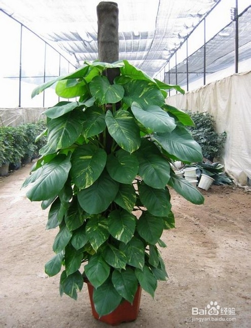 朋友乔迁新居送什么