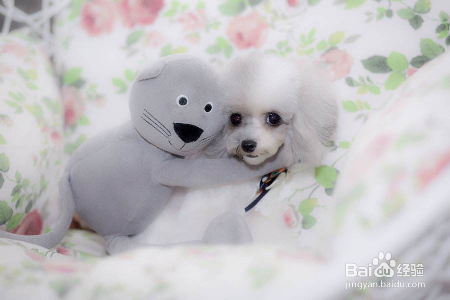 宠物店进货渠道的问题如何解决