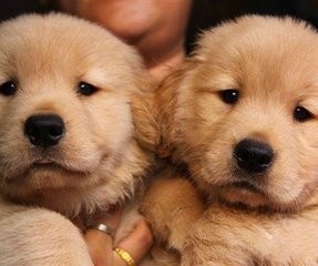 金毛下崽了怎么卖掉