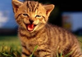 二个月的小猫有眼屎怎么办