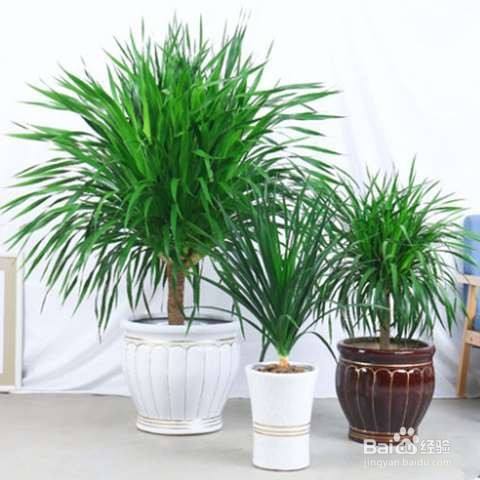 翠兰怎么养才长得好