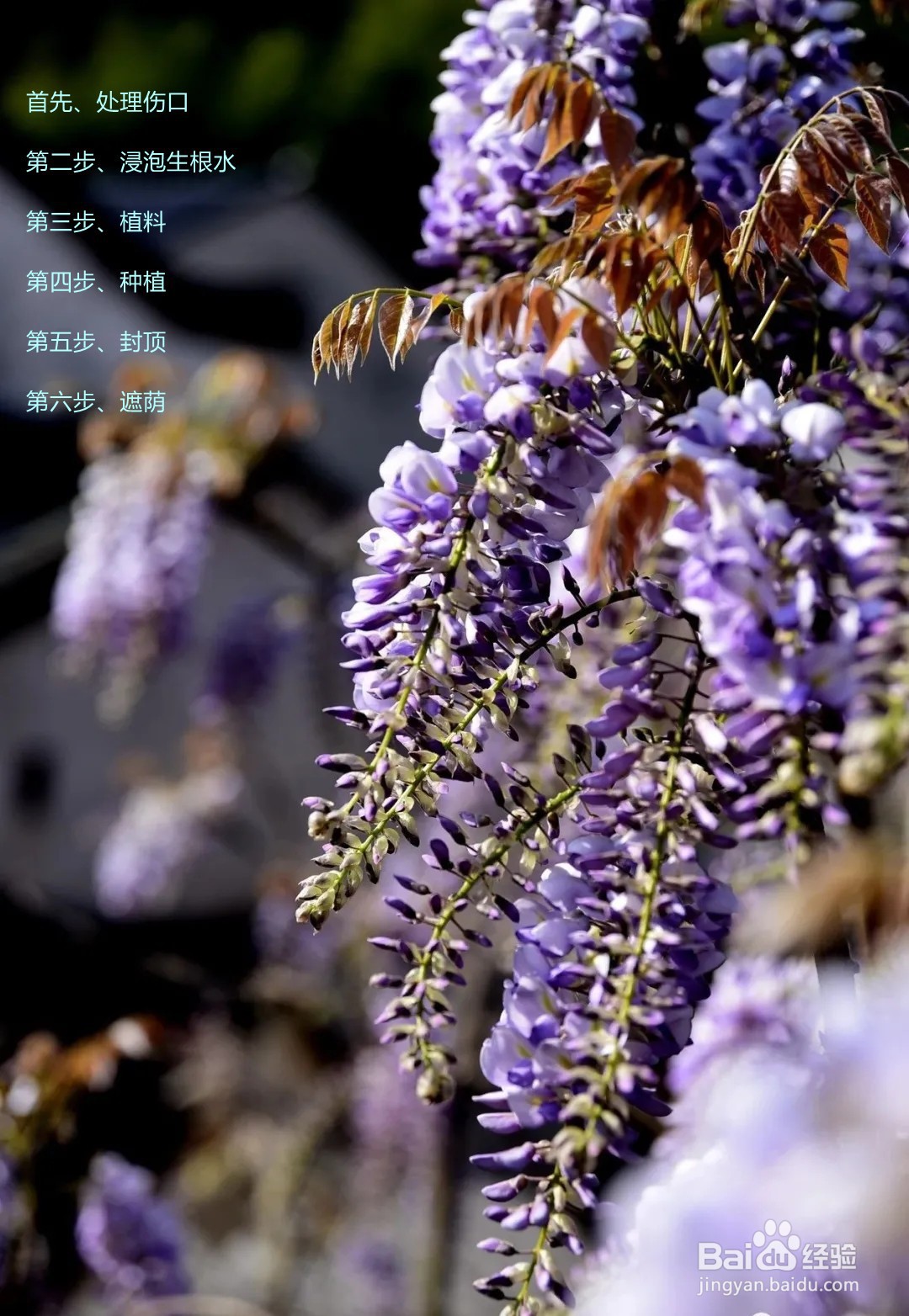 紫藤下山桩怎么种植