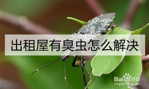 出租屋有臭虫怎么解决