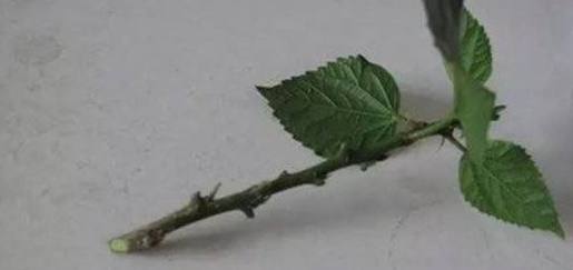 扦插快速生根的简单实用小方法