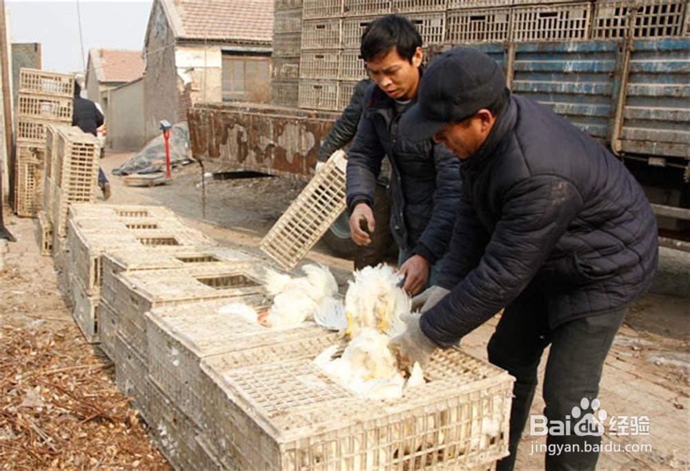 返乡农民工回家养殖盘步骤？