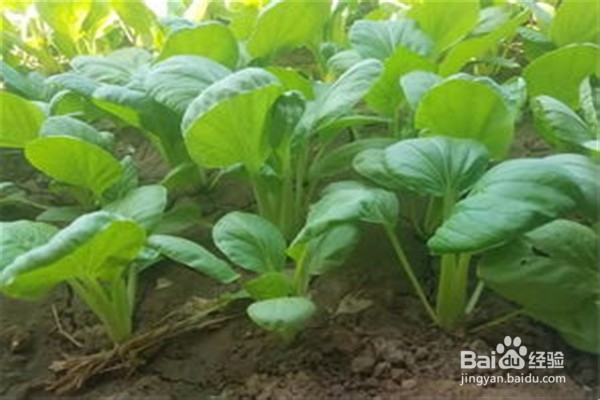 如何种植油菜