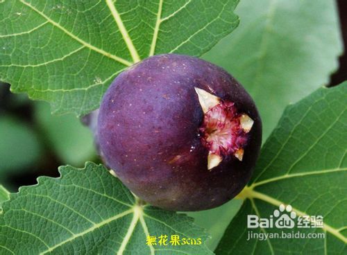 经期减肥吃什么