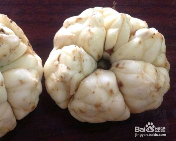 百合种子怎么种植