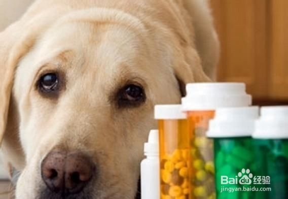 养宠物应长备哪几种药物